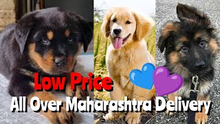 Maharashtra के Nagpur और Wardha से Adopt करे बेहतरीन Quality के Puppies 🦮 Dog Sale in Maharashtra [upl. by Yrocal318]