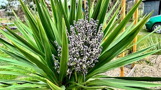 Kordylina Australijska po zimie  Cordyline australis nasiona tropikalny ogrod [upl. by Llertnom]