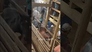 Lovable donkey escaped slaughterhouse  Rescue stories [upl. by Enaek889]