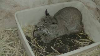 Did WildCares Bobcat Patient Eat Anything Today [upl. by Ahsat]