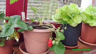 Faire pousser en pot  fraises et laitues [upl. by Poree627]