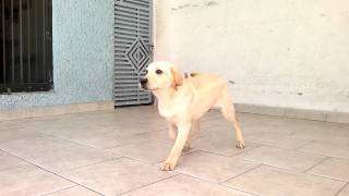 Cachorro labrador 6 meses [upl. by Pronty]