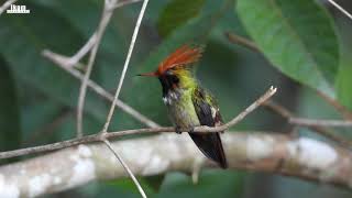 Rufouscrested Coquette in Moyobamba San Martin  Peru [upl. by Beach]