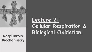 Respiratory Biochemistry  Cellular Respiration amp Biological Oxidation [upl. by Neelrahc]