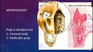 6 Dental Pulp [upl. by Unders409]