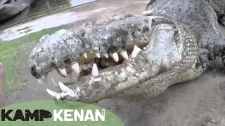 Worlds Largest Crocodile in Captivity  Kamp Kenan S3 Episode 10 [upl. by Nirb940]