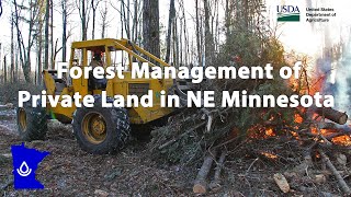 Forest Management of Private Land Impacted by Spruce Budworm in NE Minnesota [upl. by Louanna942]