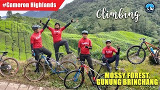 Kayuhan MTB  Mossy Forest Cameron Highlands [upl. by Ynnelg994]