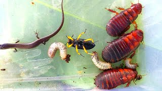 I hunted🇱🇷the beautiful yellowlegged bug and a few other creatures [upl. by Pickar226]