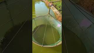 Freshwater ornamental fish breeding process [upl. by Cyprio]