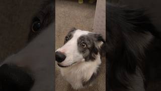 Helping Zoey the Border Collie avoid boredom and me too bordercollie [upl. by Brier]