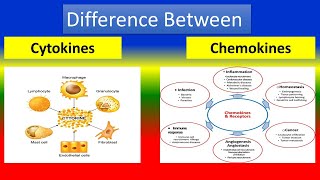 Difference Between Cytokines and Chemokines [upl. by Nadoj]