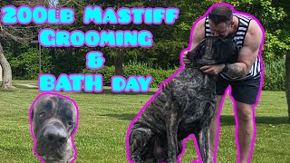 Guacamole The 200lb Mastiff Gets A Quick Bath ASMR [upl. by Ahsieyt]