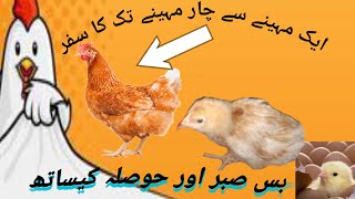 لوہمن براون مرغیاںhow to grow fast [upl. by Akemat]