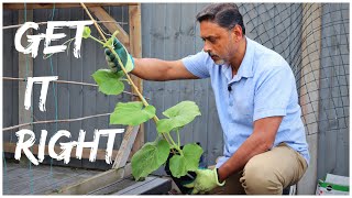 PLANTING BOTTLE GOURD  FOR BEST RESULT FOLLOW THESE INSTRUCTIONS [upl. by Dlaniger]