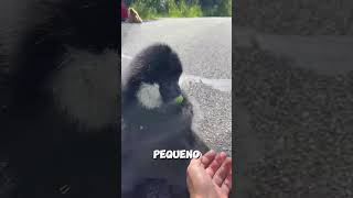 Este macaco adora uvas😍 [upl. by Midas]