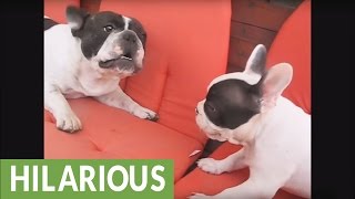 Hilarious French Bulldog barking compilation [upl. by Abramo]