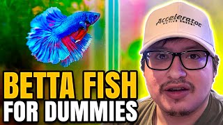 Betta fish care guide 101 for dummies [upl. by Ellebyam136]