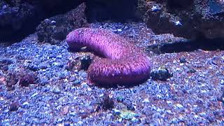 Pinkfish Sea Cucumber Holothuria edulis [upl. by Aldric]