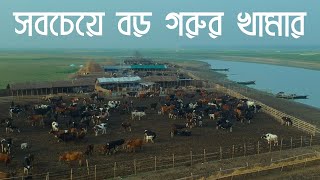 দেশের সবচেয়ে বড় গরুর খামার। Biggest Cow Farm in Bangladesh I [upl. by Ainitsirk]