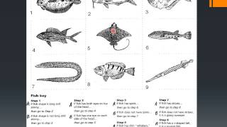 Dichotomous Keys USE [upl. by Wester]