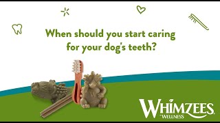 Ask the vet  When should you start caring for your dogs teeth [upl. by Earised]