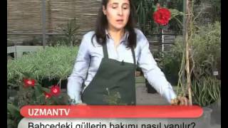 Bahçedeki güllerin bakımı nasıl yapılır [upl. by Larissa]