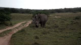 Amakhala Game Reserve 8 South Africa [upl. by Brottman]