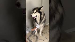 How to groom a huskyoneisall petgrooming [upl. by Jeramie]