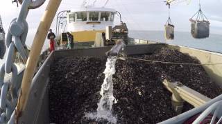 Mee met een mosselboot de Oosterschelde op [upl. by Adlev]