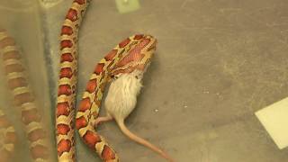 Kornnatter Corn Snakes Pantherophis guttatus frisst Maus [upl. by Perr]