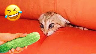 New Funny Animals 🤣🤣 Funniest Cats and Dogs 2023 😻🐶 Part 10 [upl. by Lederer]