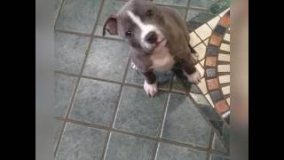 Perfect blue Staffy puppy confused [upl. by Mauldon]