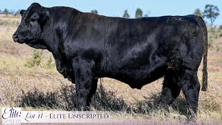 Lot 41 Elite Unscripted PP [upl. by Nevaeh]