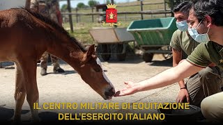 Il Centro Militare di Equitazione dell’Esercito Italiano [upl. by Nylesaj]