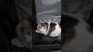 CATSPOTTY Spottys inside luggage cats catshorts meow [upl. by Ahsenrac69]