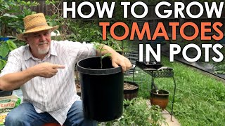 How to Grow TOMATOES in Pots  Black Gumbo [upl. by Hamid]