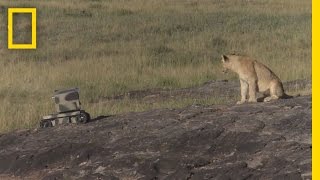 Photographing Lions With Technology  National Geographic [upl. by Eylhsa941]