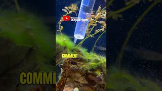 Types of Algae in Aquarium  What liquid removes algae from aquarium  Algae in a Planted Fishtank [upl. by Inneg]