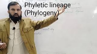 phyletic lineage phylogeny Ontogeny [upl. by Larok]