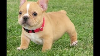 Top 10 KidFriendly Small Dogs  Best Dog Breeds for Children [upl. by Eidarb816]