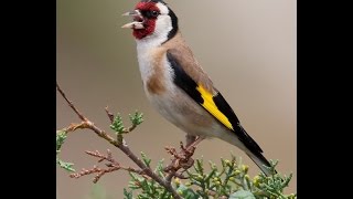 European Goldfinch Putter [upl. by Basia]