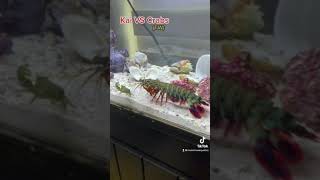 MANTIS SHRIMP VS CRABS [upl. by Boylston]