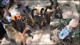 2018 INVASIÓN DE COATIES EN LAS CATARATAS DE IGUAZU [upl. by Nalniuq]