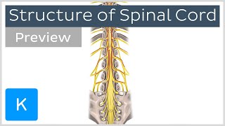 Structure of the spinal cord preview  Human Anatomy  Kenhub [upl. by Ynot912]