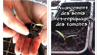 Potager Semis et Repiquage des TOMATES potager semis tomates bio [upl. by Berton]