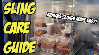 HOW TO TAKE CARE OF TARANTULA SLINGS [upl. by Eireva525]