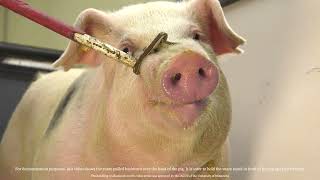 Tonsillar Swabs Testing Pigs for Mycoplasma hyopneumoniae [upl. by Eniger]