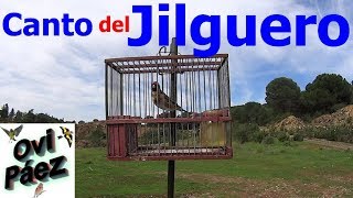 Jilguero quotGuadianaquot cantando reclamo campero [upl. by Zetta]