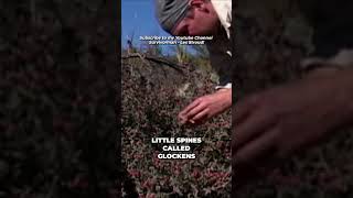 Survivorman  How to Eat This Desert Plant  The Christmas Cholla  Les Stroud [upl. by Kane]